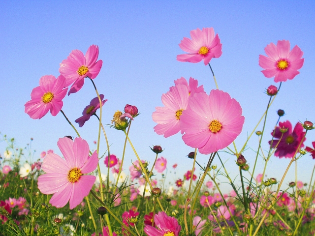 印西市の花